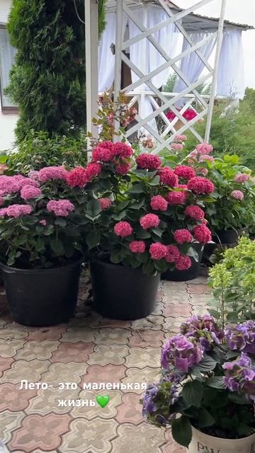 Лето это маленькая жизнь #гортензиявсаду #моелето#арб? смотреть онлайн