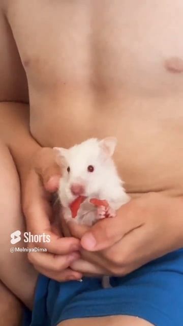 Хомяк ест арбуз #смешныеживотные #хомяк смотреть онлайн