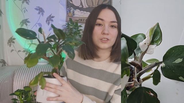 Цветы в моей квартире | моя зеленая коллекция
