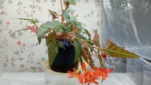Бегония Беллекония Хот оранж (Begonia Hot Orаnge)