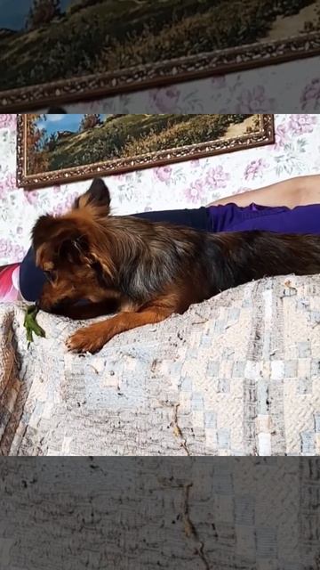 Придумайте название к видео..🤣🤣🤣 #песнионлайн #соба смотреть онлайн