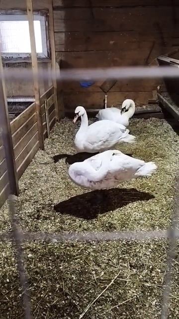 Вот так спят лебеди, лайк если не знал. Экзотик Ферма смотреть онлайн