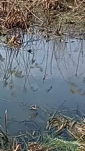 караси проснулись! #карась #рыбалка #червь #крючок #нак? смотреть онлайн