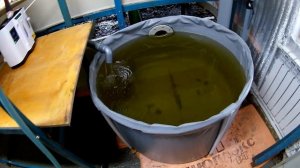 Разведение Форели. Знакомство с основными узлами УЗВ.