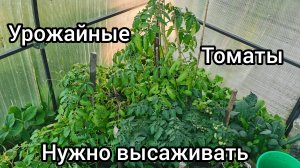 Рассада томатов и другая уже просится на высадку! Заморозки рушат все планы.