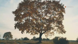 Клен: Интересные факты, которые вы не знали 🍁