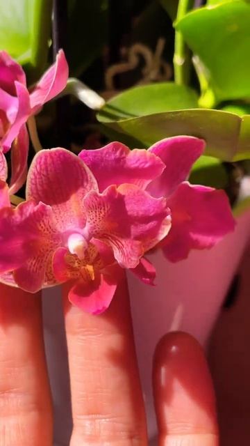 Phalaenopsis ‘peloric’ is looking for his name… Фаленопсис ‘пелорик-баб