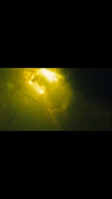 Первый линь охота продолжается #рыбалка #fishing #carpfishing смотреть онлайн