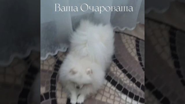 Глория #вашаочароваша #купитьшпица #питомникшпицев #померанец #шпиц #щенкишпица