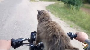 Животные на мотоциклах, МотоЖивотные 2019 :: Moto Animals 2019