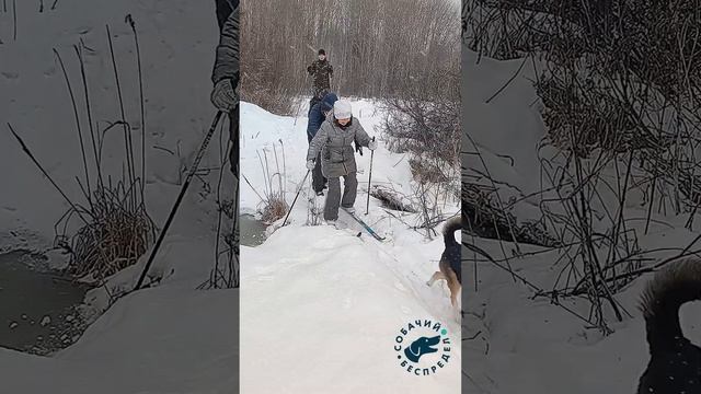 Лыжный поход с питомцами клуба «Собачий беспредел» к ? смотреть онлайн