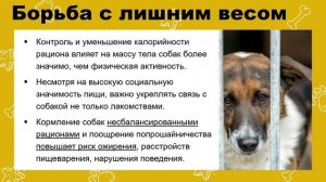 Кормление собак в приютах основные правила и мифы 2024