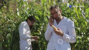 В дикой природе кукуруза не существует: как человек со