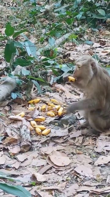 Сегодня много бананов, но обезьяны не приходят есть.💕 смотреть онлайн