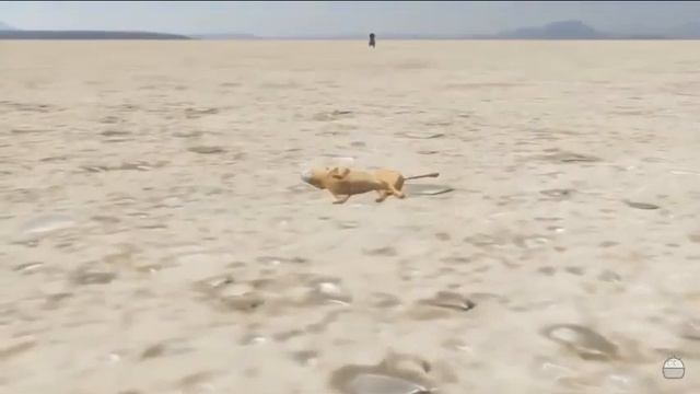 Акуна матата айайаоййоо смотреть онлайн