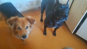 Фаина питбуль. Собаки едят с ложки. Прикол