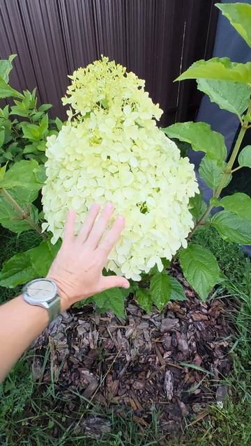 #гортензия #мегафантом #фантом #phantom #hydrangea #подмосковье смотреть онлайн