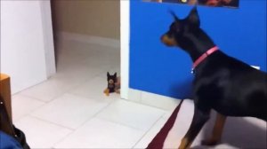 Самые смешные испуги людей