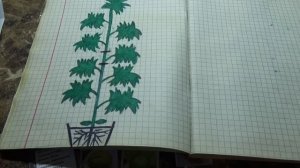 Как из высокорослого томата сделать детерминантный? Очень просто!