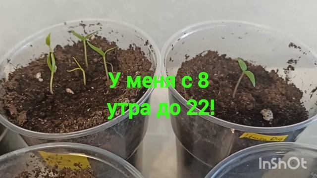 Посев семян перца острого и сладкого. Результат метод? смотреть онлайн