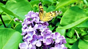сирень LILAC CYRINGA L ЛИЛОВАЯ СИРЕНЬ
