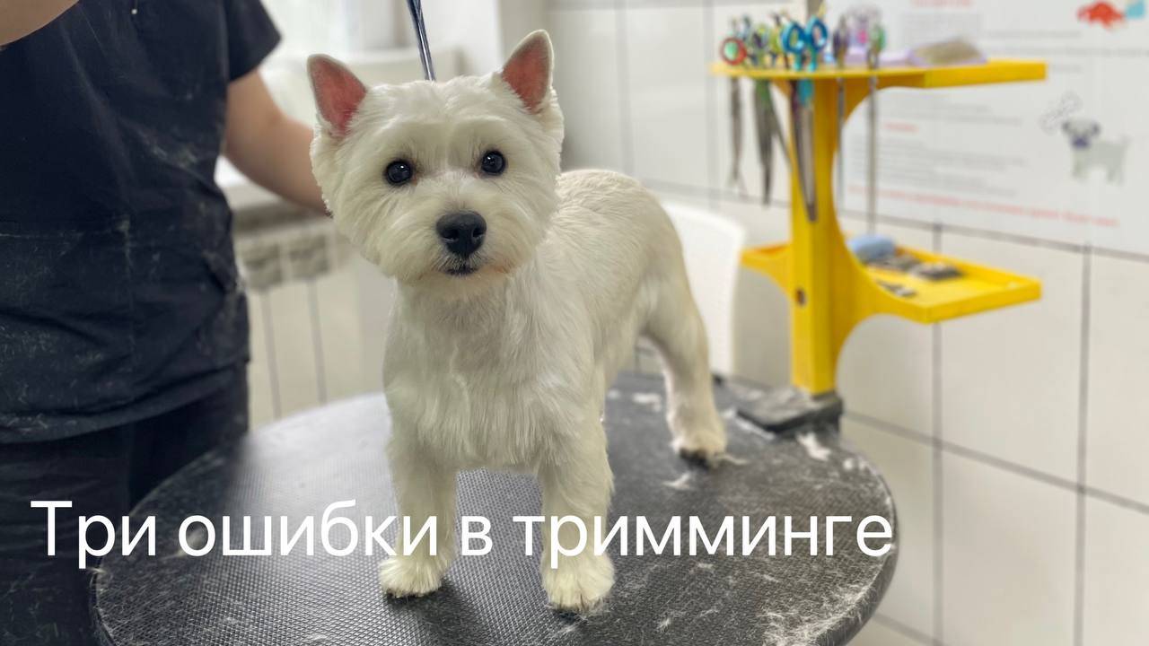 Три основные ошибки в тримминге #тримминг #груминг #зоосалон