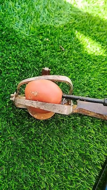 Что делать если попал в мышеловку 