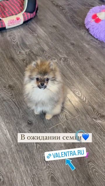 Щенок Померанского шпица в Москве. #купитьщенка #купитьшпица #шпиц #шпицвмоскве #шпицмишка