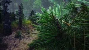 Польза хвойных деревьев для здоровья, и осознанный по?