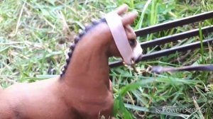 Сериал шляйх 1 серия 1сезон"гонки к победе"🐎🦄