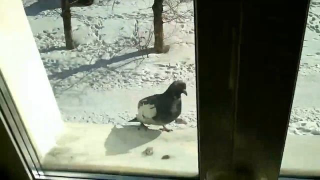 ГОЛУБЬ НАТАША # 2 смотреть онлайн