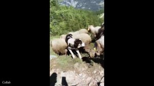 Сумасшедшие животные, которые заставят вас смеяться в голос!