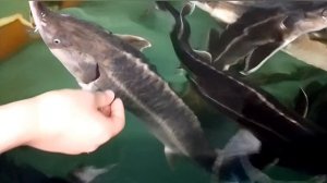 🌊🐟 Экскурсия по осетровой ферме — ручной осетр и интересные истории | Влог часть 2🎥✨