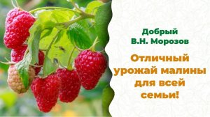 Чем подкормить малину? Сделайте это весной. Добрый Морозов.