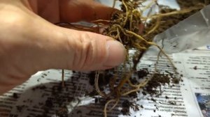 Посадка ландыша весной