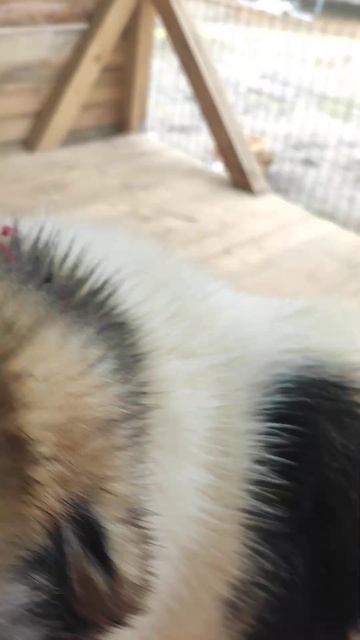 Собака не хочет или боится будку смотреть онлайн