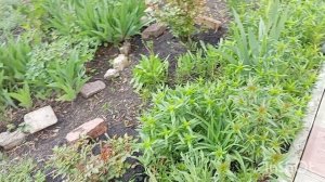 Расцветают в садике цветочки