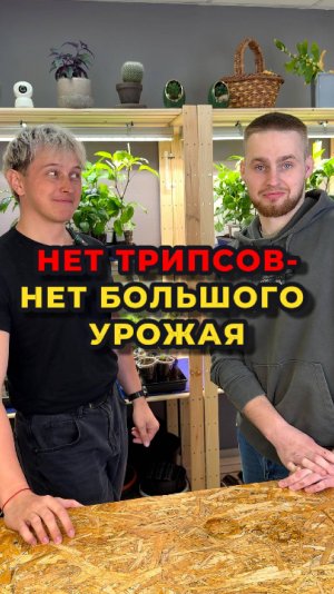 🧑🌾Трипс - один из самых ГЛАВНЫХ врагов всех дачников👨🌾