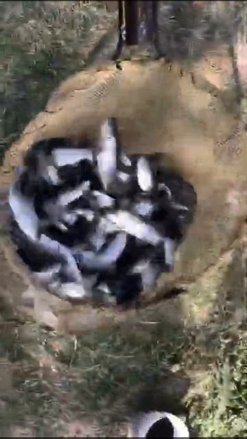 Мальки форели. смотреть онлайн