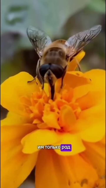 Все болезни обойдут стороной , и для этого рецепт прос? смотреть онлайн