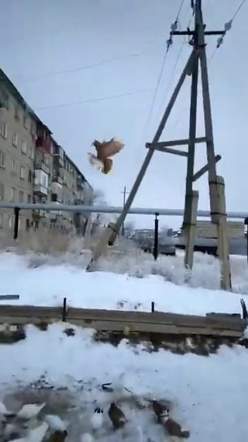 Северокавказские голуби,и зимой не боятся летать. смотреть онлайн