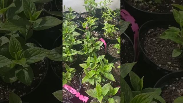 #гортензииметельчатые#саженцы              Polestar смотреть онлайн