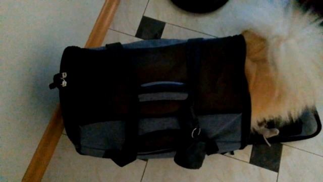 Тезоро готовиться отправиться в дорогу. #шпиц #собака#шпицтезоро смотреть онлайн