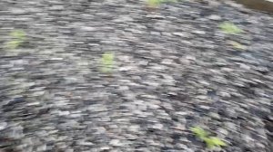 Первая партия помидоров посажена, грунт замульчирован.