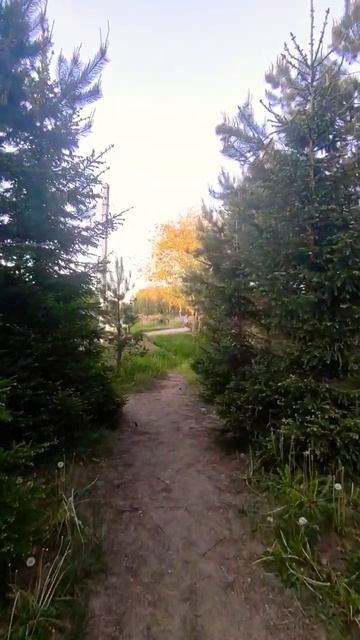 на природе. звуки природы. пение птиц. хвойный лес. в ле смотреть онлайн