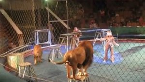 Трагедия в цирке ,львы чуть не съели мужика !!!!!