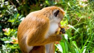 Викторина для детей - Что едят животные - Угадай, какую еду едят разные звери