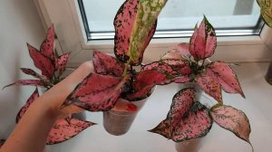 Новое поступление. Таиланд. Аглаонема khumkoon (камкун)