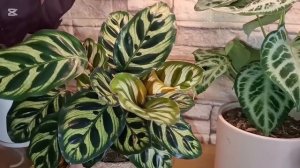 Обзор коллекции калатей,ктенант и стромант ( По просьб