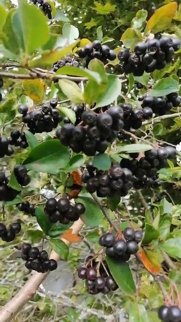 Рябина#short смотреть онлайн